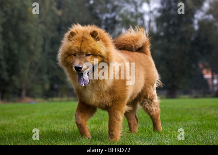 Chow Chow chien (Canis lupus familiaris) in garden Banque D'Images