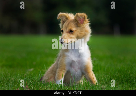 Shetland Sheepdog / collie pup (Canis lupus familiaris) in garden Banque D'Images