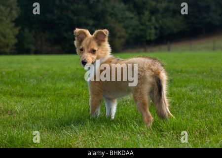 Shetland Sheepdog / collie pup (Canis lupus familiaris) in garden Banque D'Images