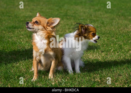 Deux Papillon chiens (Canis lupus familiaris) assis sur la pelouse au jardin Banque D'Images