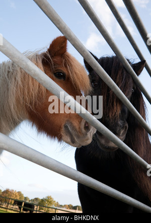 Deux poneys à la recherche à travers les barreaux d'une grille métallique Banque D'Images