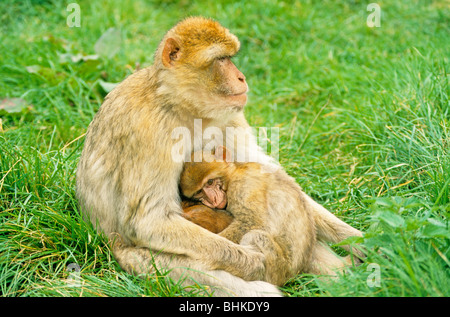 Macaque de Barbarie avec enfant Banque D'Images