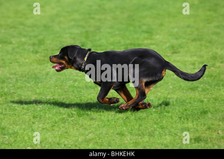 Rottweiler (Canis lupus familiaris) s'exécutant dans jardin Banque D'Images