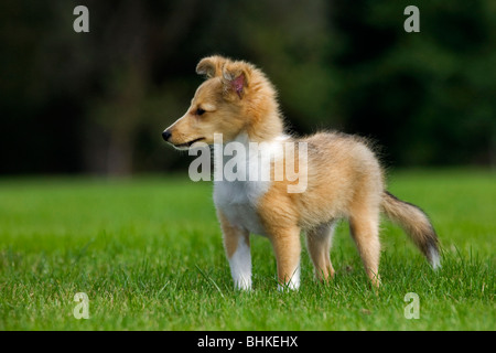 Shetland Sheepdog / collie pup (Canis lupus familiaris) in garden Banque D'Images