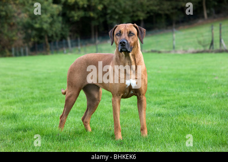 Le Rhodesian Ridgeback / African Lion Hound (Canis lupus familiaris) in garden Banque D'Images