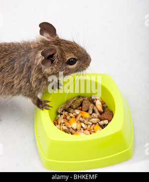 Les dégus Octodon Degu () est un petit rongeur qui caviomorph est endémique au Chili. Banque D'Images