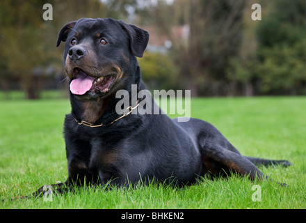 Rottweiler (Canis lupus familiaris) lying on lawn in garden Banque D'Images