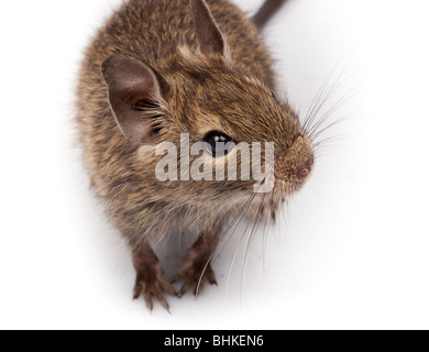 Les dégus Octodon Degu () est un petit rongeur qui caviomorph est endémique au Chili. C'est découper sur un fond blanc. Banque D'Images