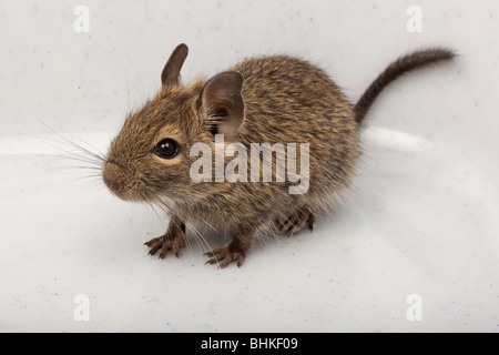 Les dégus Octodon Degu () est un petit rongeur qui caviomorph est endémique au Chili. Banque D'Images