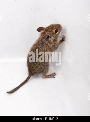 Les dégus Octodon Degu () est un petit rongeur qui caviomorph est endémique au Chili. Banque D'Images