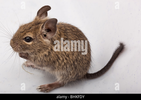 Les dégus Octodon Degu () est un petit rongeur qui caviomorph est endémique au Chili. Banque D'Images