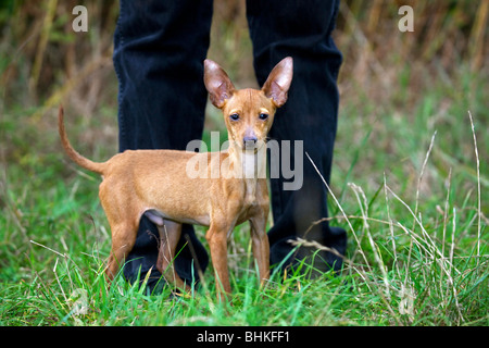 Pinscher Nain / Zwergpinscher / Min (Canis lupus familiaris) entre les jambes de l'homme Banque D'Images