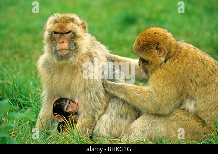 Macaques de Barbarie avec enfant Banque D'Images