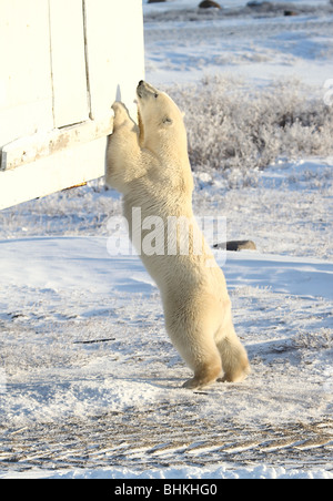 Sub-adulte mâle ours polaire qui s'étend jusqu'à enquêter sur un buggy Tundra. Banque D'Images