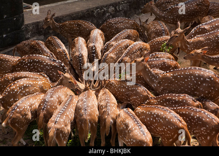 L'Inde, le Kerala, Thiruvananthapuram (Trivandrum), des jardins zoologiques, Indian spotted chital, cerf Axis axis, l'alimentation Banque D'Images