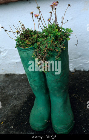 Les pots à fleurs faite en forme d'une paire de bottes en caoutchouc vert. Banque D'Images