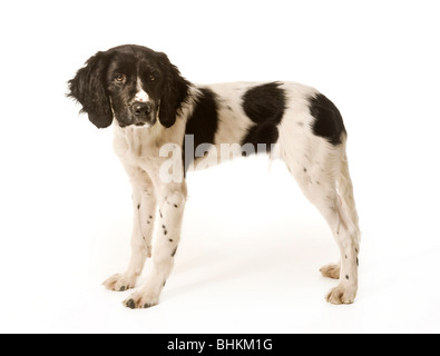 Vue latérale d'un grand chiot Munsterlander noir et blanc sur fond blanc. Banque D'Images