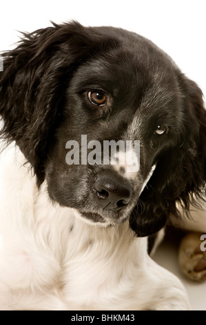 Gros plan sur le visage noir d'un grand chiot Munsterlander avec un timbre blanc sur son nez, tourné sur fond blanc. Banque D'Images