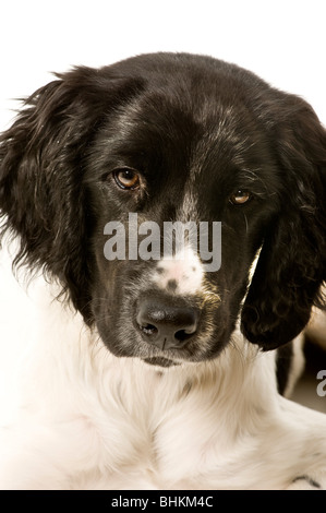 Gros plan sur le visage noir d'un grand chiot Munsterlander avec un timbre blanc sur son nez, tourné sur fond blanc. Banque D'Images