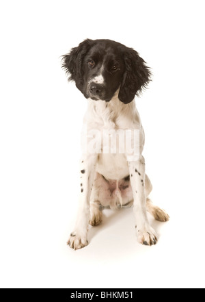 Photo en studio d'un grand chiot Munsterlander noir et blanc assis sur un fond blanc, regardant l'appareil photo. Banque D'Images