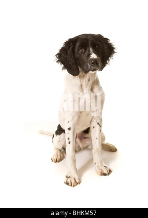 Photo en studio d'un grand chiot Munsterlander noir et blanc assis sur un fond blanc, regardant l'appareil photo. Banque D'Images