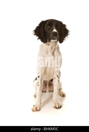 Photo en studio d'un grand chiot Munsterlander noir et blanc assis sur un fond blanc, regardant l'appareil photo. Banque D'Images