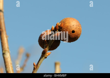 Apple Oak gall Banque D'Images