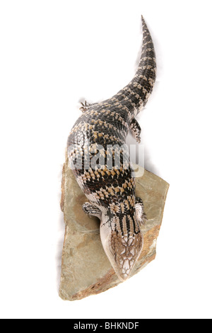 Northern Blue-tongued Skink Tiliqua scincoides intermedia Portrait adulte seul reposant sur un rock Studio, Captive, UK Banque D'Images