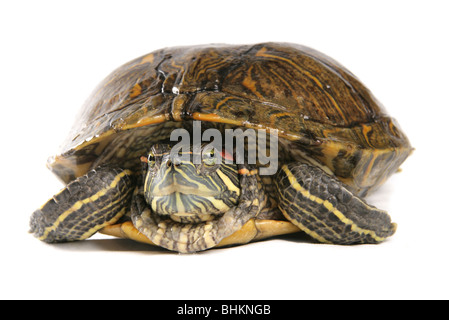 Tortue à oreilles rouges Trachemys scripta elegans Portrait du seul mâle adulte Studio, Captive, UK Banque D'Images