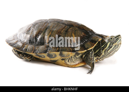 Tortue à oreilles rouges Trachemys scripta elegans seule femelle adulte Portrait de studio, Captive, UK Banque D'Images