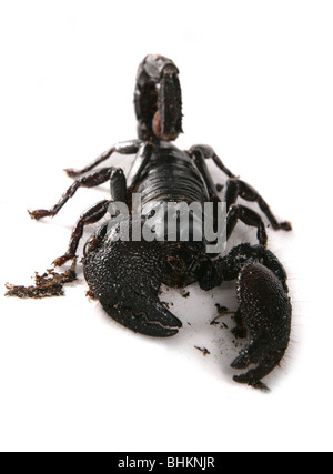 L'Empereur scorpion Pandinus imperator Portrait d'adulte seul Studio, Captive, UK Banque D'Images