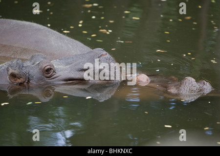Deux hippopotames dans l'eau, Zoo de Budapest, Hongrie Banque D'Images