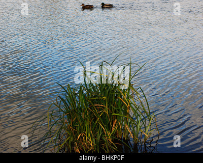 Angleterre worcestershire midlands vallée de la rivière arrow redditch Banque D'Images