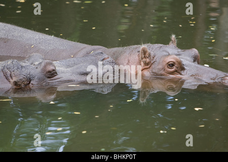 Deux hippopotames dans l'eau, Zoo de Budapest, Hongrie Banque D'Images