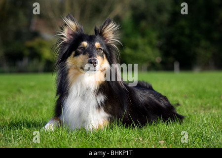 Shetland Sheepdog / collie / Sheltie (Canis lupus familiaris) in garden Banque D'Images