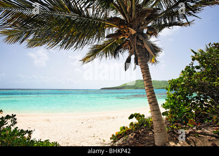 Plam Tree sur le Flamenco Beach, l'île de Culebra, Puerto Rico Banque D'Images