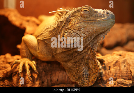 Green iguana Iguana iguana commun ou portrait d'un homme adulte en captivité, UK Banque D'Images