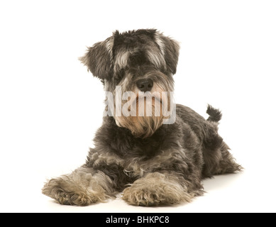 Chien Schnauzer miniature de couleur sel et poivre couché sur fond blanc Banque D'Images