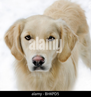 Golden Retriever (Canis lupus familiaris) dans la neige en hiver Banque D'Images