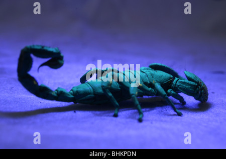 L'Empereur scorpion Pandinus imperator adulte seul sous la lumière UV Studio, Captive, UK Banque D'Images