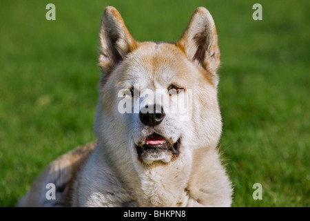 Akita Inu Akita japonais / / Akita-ken (Canis lupus familiaris) in garden Banque D'Images