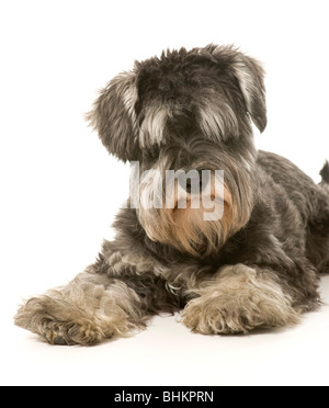 Chien Schnauzer miniature sel et poivre sur fond blanc Banque D'Images