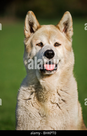 Akita Inu Akita japonais / / Akita-ken (Canis lupus familiaris) in garden Banque D'Images