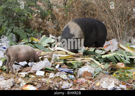 Refuser de manger les porcs à puttaparthi en Inde Banque D'Images