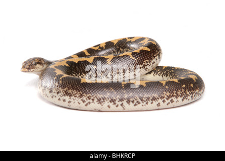 Gongylophis colubrinus Kenyan sand boa adulte seul Portrait de studio, Captive, UK Banque D'Images