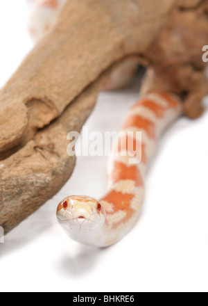 Serpent Elaphe guttata maïs Portrait d'adulte seul Studio, Captive, UK Banque D'Images