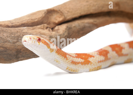 Serpent Elaphe guttata maïs Portrait d'adulte seul Studio, Captive, UK Banque D'Images