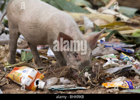 Refuser de manger les porcs à puttaparthi en Inde Banque D'Images