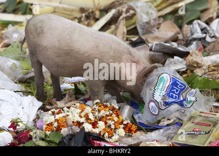 Refuser de manger les porcs à puttaparthi en Inde Banque D'Images