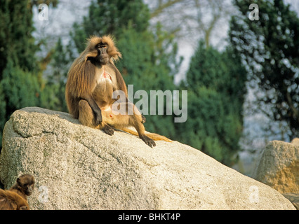 Babouin gelada, mâle dominant Banque D'Images